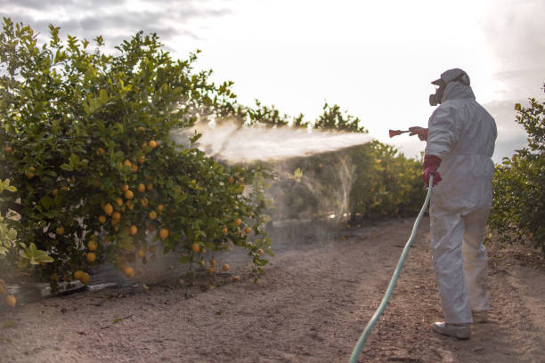 Best Termite Control Services  in Houghton Lake, MI