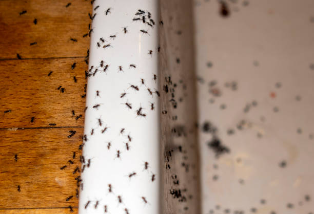 Best Bird Control  in Houghton Lake, MI